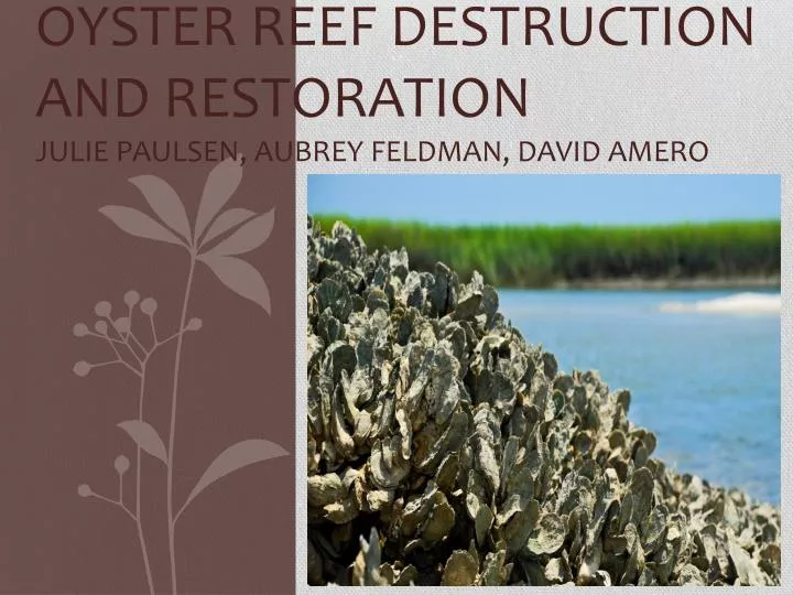 oyster reef destruction and restoration julie paulsen aubrey feldman david amero