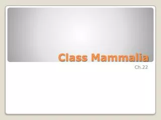 Class Mammalia