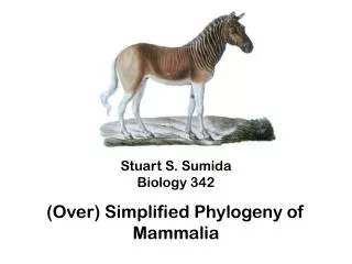Stuart S. Sumida Biology 342 (Over) Simplified Phylogeny of Mammalia