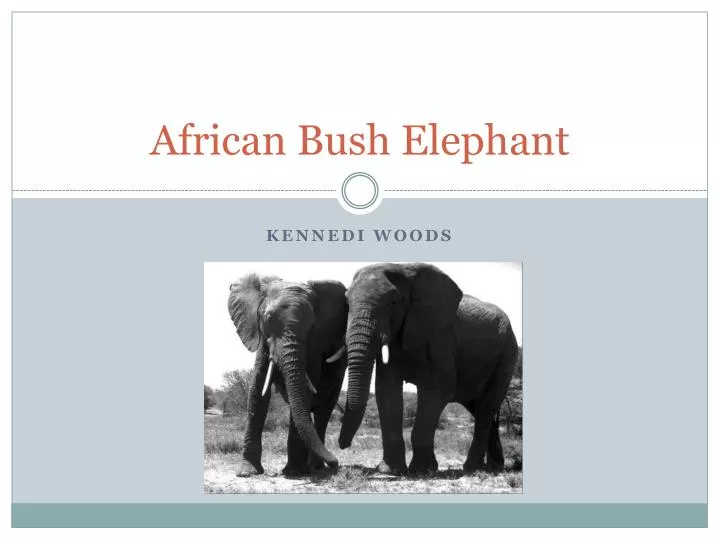 african bush elephant