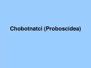 Chobotnatci ( Proboscidea )