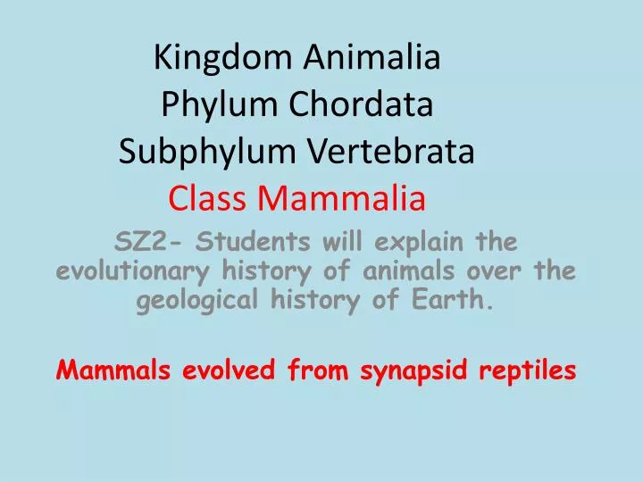 kingdom animalia phylum chordata subphylum vertebrata class mammalia