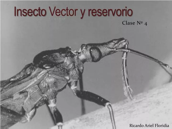 insecto vector y reservorio