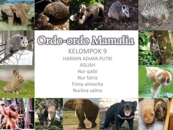 ordo ordo mamalia