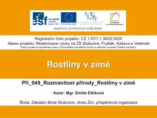 rostliny v zim