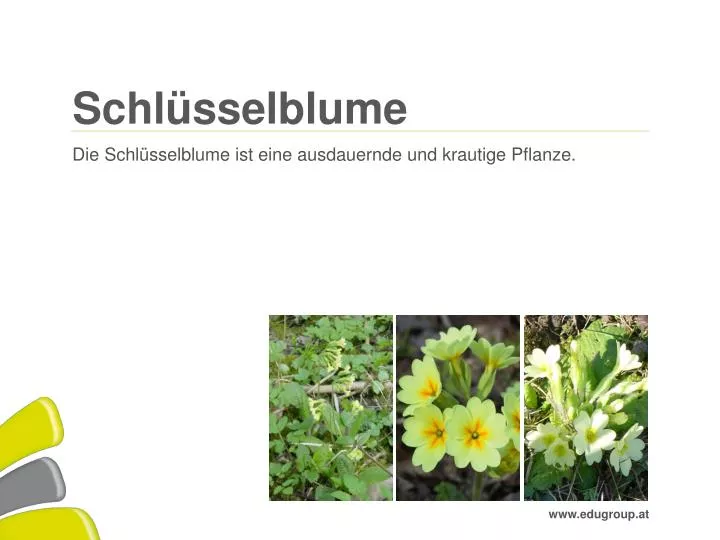 schl sselblume