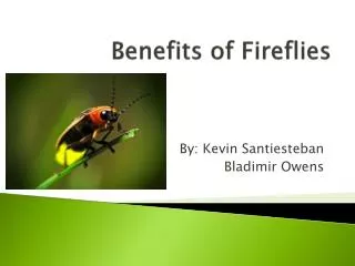 Benefits of Fireflies