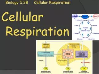Biology 5.3B Cellular Respiration