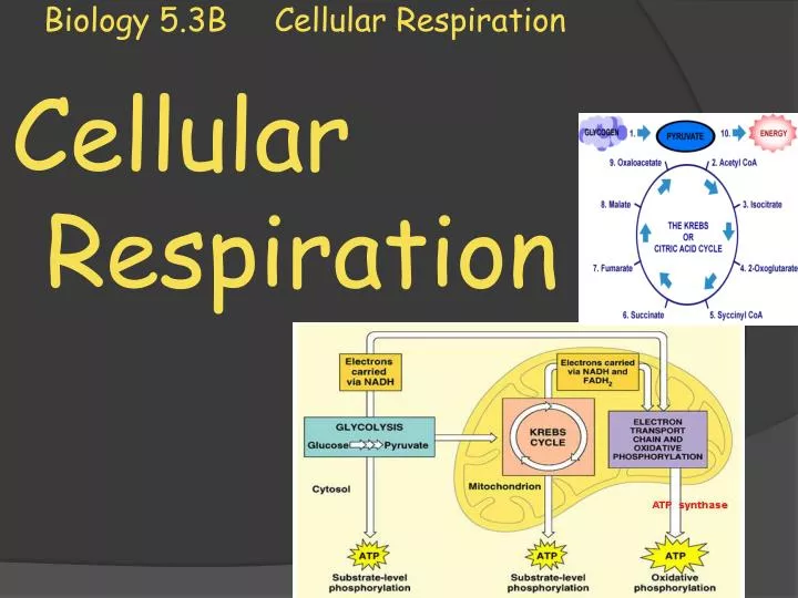 biology 5 3b cellular respiration