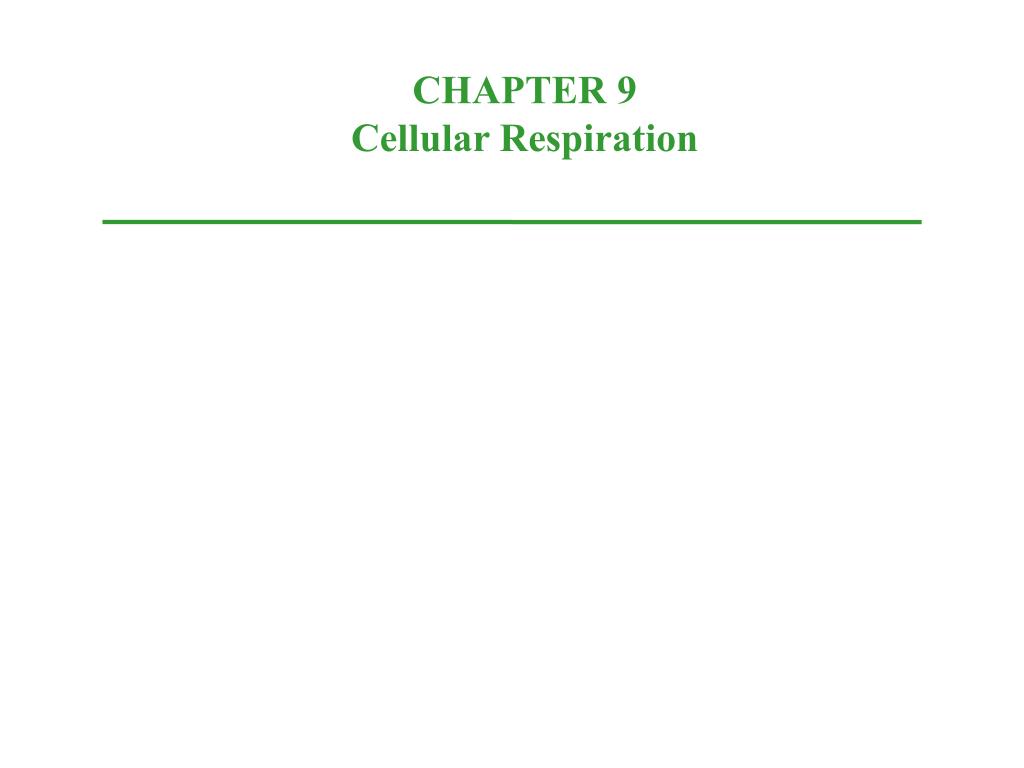 PPT - CHAPTER 9 Cellular Respiration PowerPoint Presentation, free ...