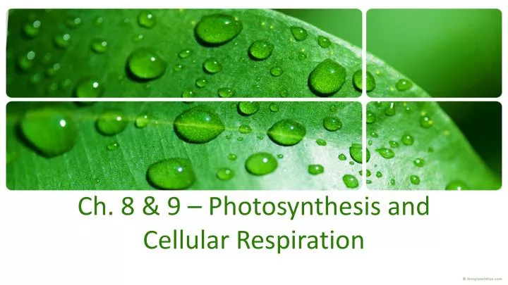 ch 8 9 photosynthesis and cellular respiration