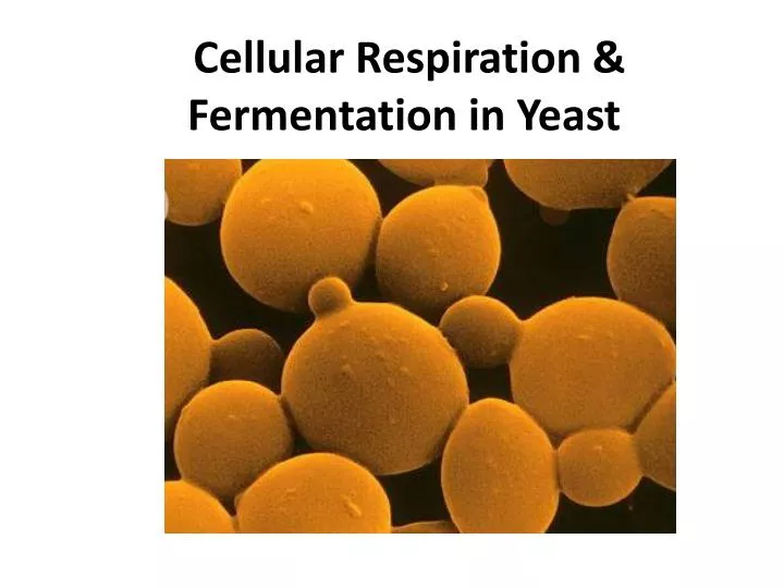 cellular respiration fermentation in yeast