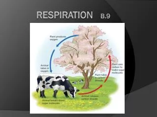Respiration B.9