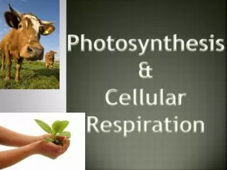 Photosynthesis &amp; Cellular Respiration