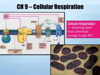 Cellular Respiration → breaking down food (chemical energy) to get ATP