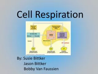 Cell Respiration