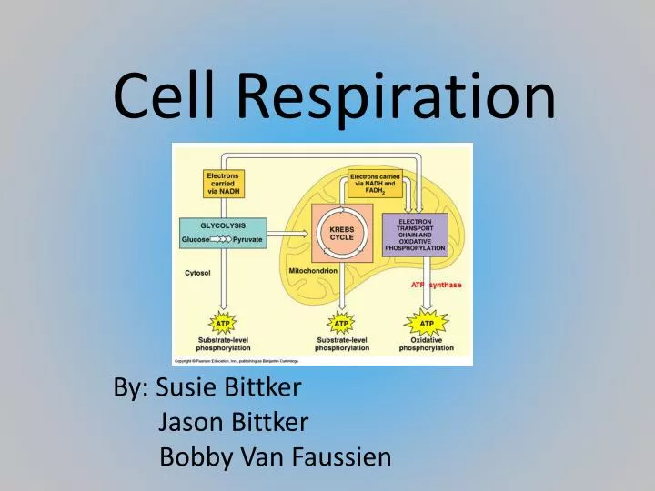 cell respiration