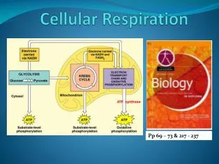 Cellular Respiration