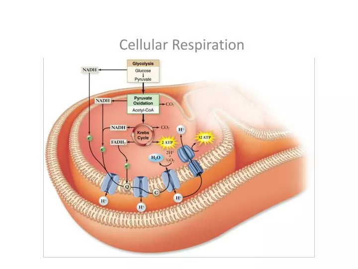 cellular respiration