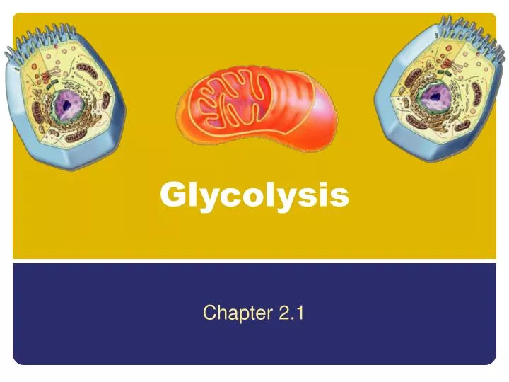 glycolysis