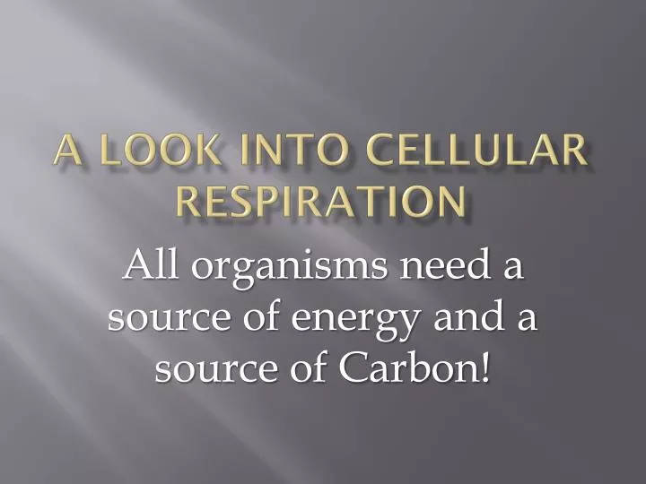 a look into cellular respiration