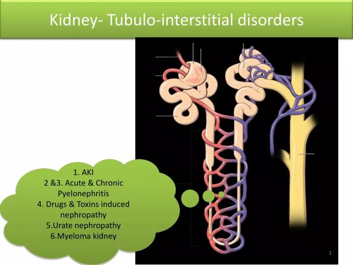 kidney tubulo interstitial disorders