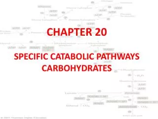 CHAPTER 20 SPECIFIC CATABOLIC PATHWAYS CARBOHYDRATES