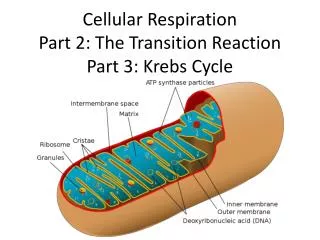 Cellular Respiration Part 2: The Transition Reaction Part 3: Krebs Cycle