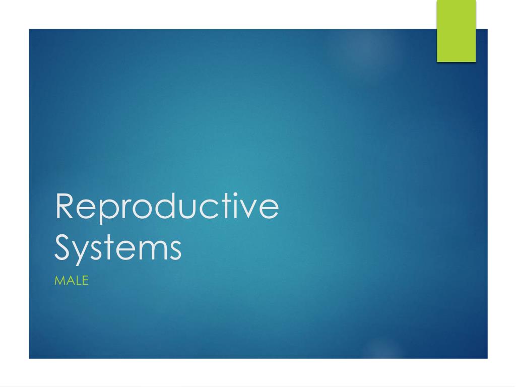 PPT - Reproductive Systems PowerPoint Presentation, free download - ID ...