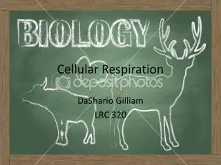 cellular respiration