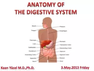 ANATOMY OF THE DIGESTIVE SYSTEM