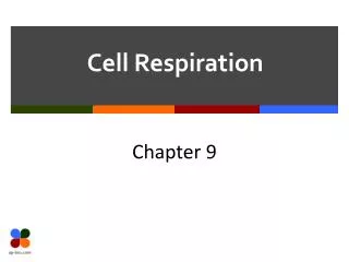 cell respiration
