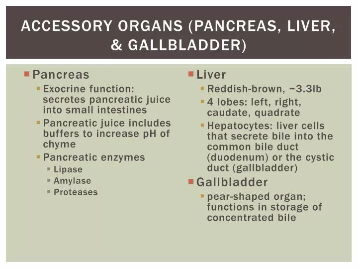 accessory organs pancreas liver gallbladder