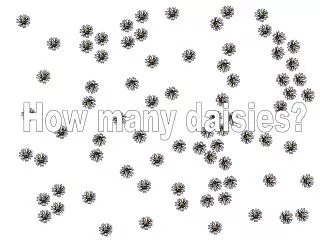 How many daisies?