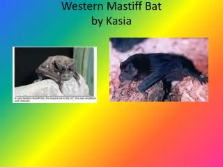 Western Mastiff Bat by Kasia