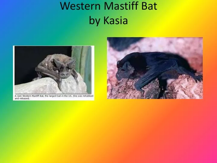 western mastiff bat by kasia
