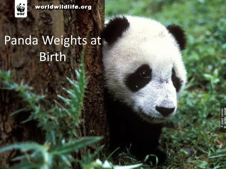 panda weights at birth