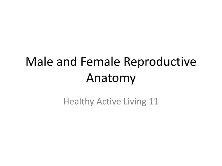 male and female reproductive anatomy