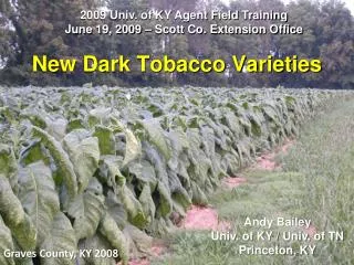 New Dark Tobacco Varieties