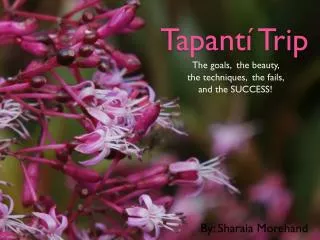 tapant trip