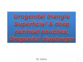 Urogenital t riangle Superficial &amp; deep perineal pouches, Urogenital diaphragm