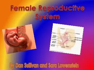 Female Reproductive System