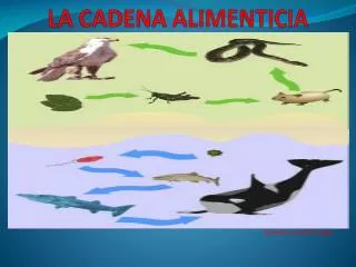 la cadena alimenticia