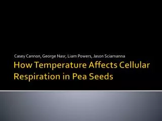 How Temperature Affects Cellular Respiration in Pea Seeds