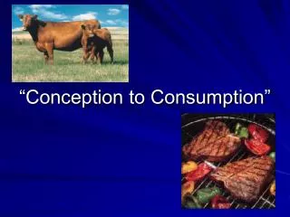 “Conception to Consumption”