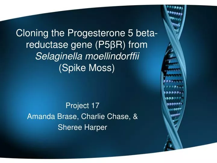cloning the progesterone 5 beta reductase gene p5 r from selaginella moellindorffii spike moss