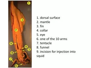 1. dorsal surface 2. mantle 3. fin 4. collar 5. eye 6. one of the 10 arms 7. tentacle 8. funnel