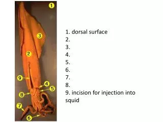 1. dorsal surface 2. 3 . 4 . 5 . 6 . 7 . 8 . 9. incision for injection into squid