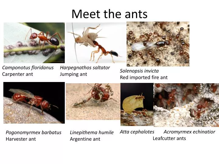 meet the ants