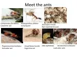 Meet the ants - slide 1